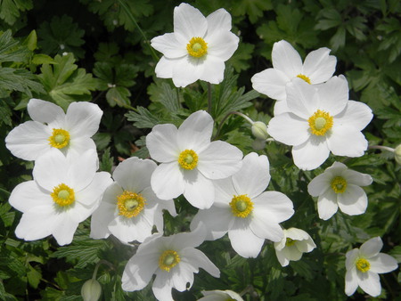 white flowers - white, nature, green, flowers