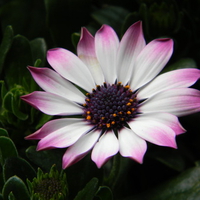 beautiful pink flower