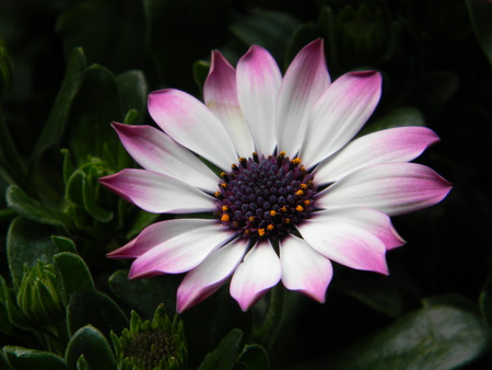 beautiful pink flower - white, nature, flower, pink