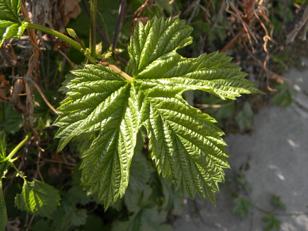 a simple leaf - nature, green, leaf, tree