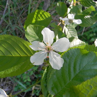 white flower in green leafs