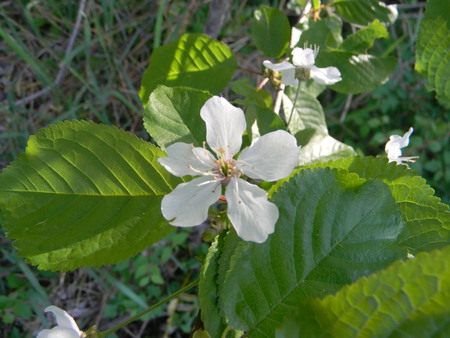 white flower in green leafs - white, flower, leaf, green