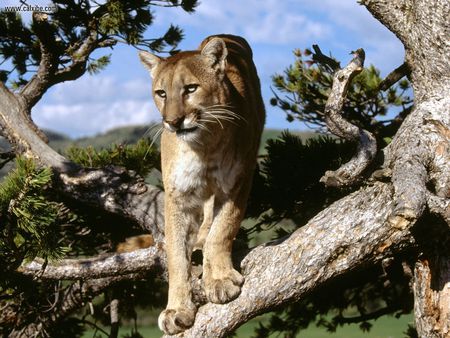 Mountain_Lion - clouds, animal, nice, lion, mountain, tree, sky