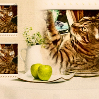 BENGAL CAT AT BREAKFAST