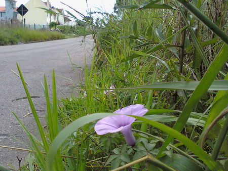 the Difference among the same - street, grass, flower, people