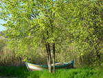 Boat in the Forest