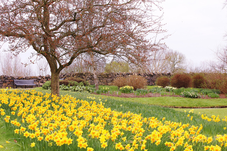 Daffodil Garden - home, yellow, daffodils, garden, spring