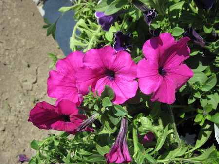 Petunias in my garden