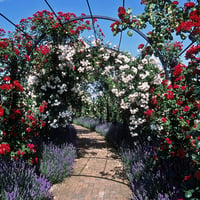 Roses Arch