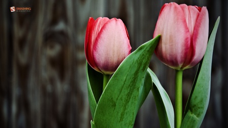 Tulips - nature, tulips, flowers, pink