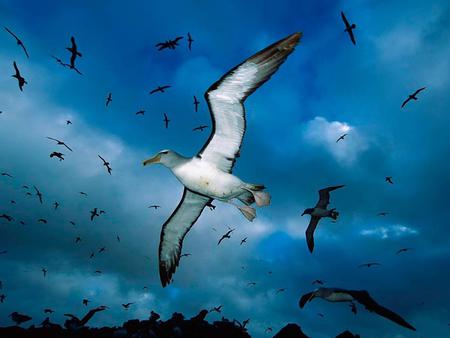 Albatross - clouds, albatross, birds, blue, fly, wings, sky, animals