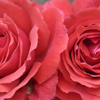 Two Pink Roses for My Sweet Luiza