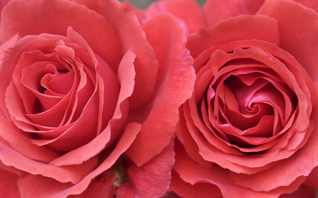 Two Pink Roses for My Sweet Luiza - roses, beautiful, beauty, flower, pink, flowers, nature, view, garden, rose