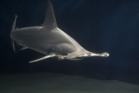 Hammerhead - shark, hammerhead, ocean, fish