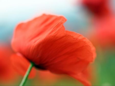 Tulip in Wind - photography, wind, nature, view, fllowers, beautiful, red, tulip, flowers, garden, poppy