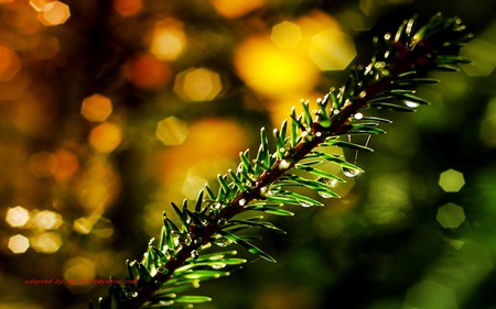 plants - green, landscape, plants, sun