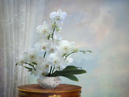 Virtue - innocence, pretty, beautiful, flowers, chic, vase, purity, virtue, white, orchids, table, leaf, honor, curtain, classy