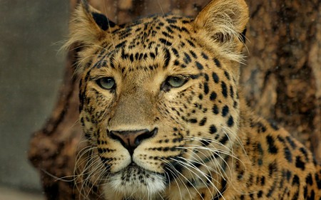 Leopard - cats, leopard, animals, beautiful