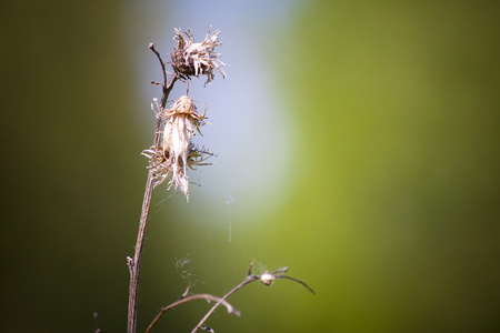 twig - photo, twig, springtime, green