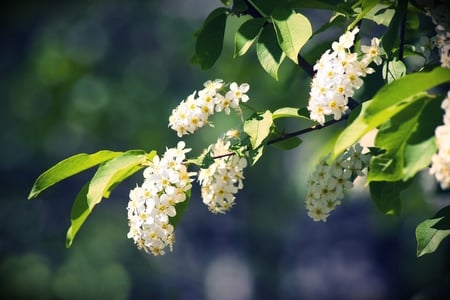 bird cherry - green, bird cherry, flowers, springtime