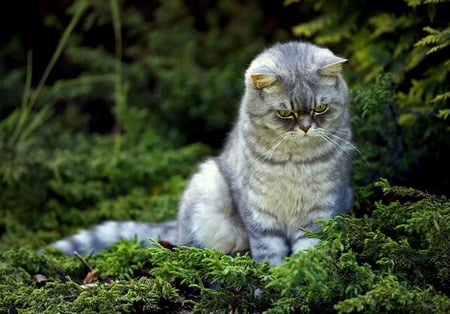 Interesting Subject - trees, cat, silver tabby, kitty, greenery, shrubs