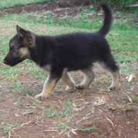 Cute Baby German Shepherd