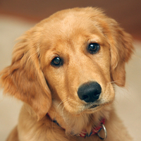 Cute Golden Retriever Puppy