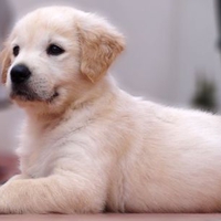 Golden Retriever Puppy