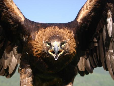 eagle - flying, eagle, mongolia, wild