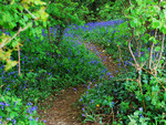 bluebell path