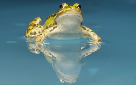 Frog in water - frogs, animal, water, green