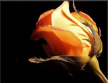 Lovely Rose to Lovely Cinzia - orange, flowers, rose, beautiful