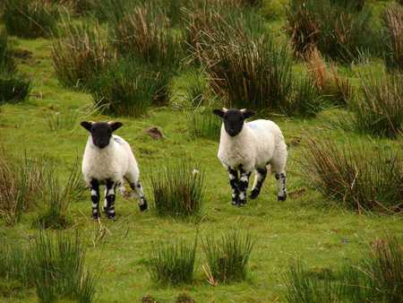 Sheeps in the highlands - scotland, grass, nature, animals