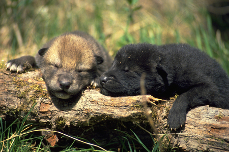 wolf pups