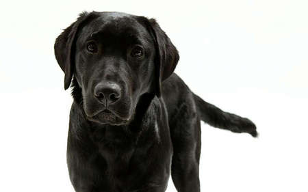 Like Murphy... - labrador, black, best friend, dog