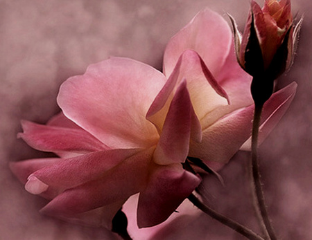 Pink - flowers, beautiful, pink, rose