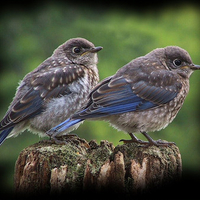 Two Baby Bluebirds 1