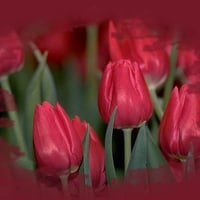 Red Tulips F1