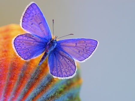 Butterfly - butterfly, bug, orange, purple