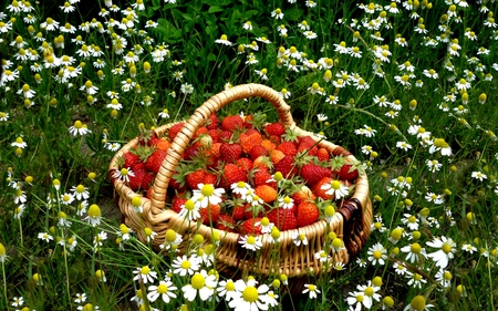 FRESH STRAWBERRIES - von, strawberry, chamomile, cart, red, food, grass