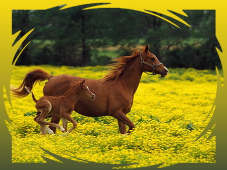 Mare and Foal in Gold - Horses F - flowers, yellow, photography, floral, field, pasture, photo