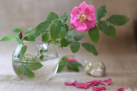 Floral - vase, springtime, beauty, petals, pink, still life, nature, rose, floral