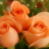 Beautiful roses