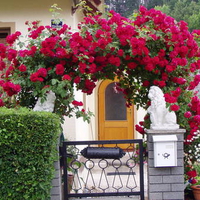 Roses Gate