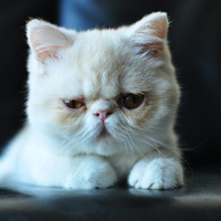 cute kitty
