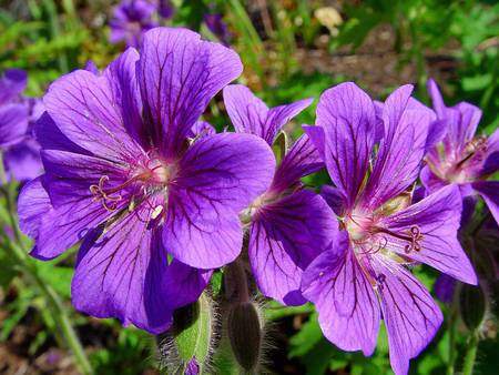 Beauties - green, brilliant, purple, flowers