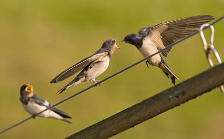 Feeding time - cute, birds, hungry, feeding