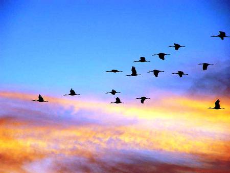 Sandhill Cranes at Sunset - wildlife, nature, sandhill, cranes, sunset, birds