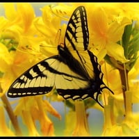 Yellow wings and blooms