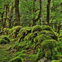 Mossy